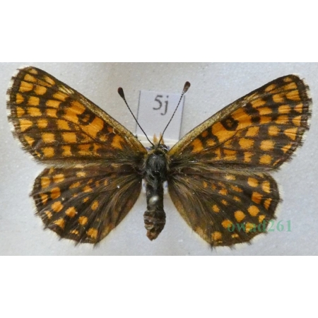 Melitaea aurelia Nickerl, 1850 female Przeplatka aurelia Slovakia5j
